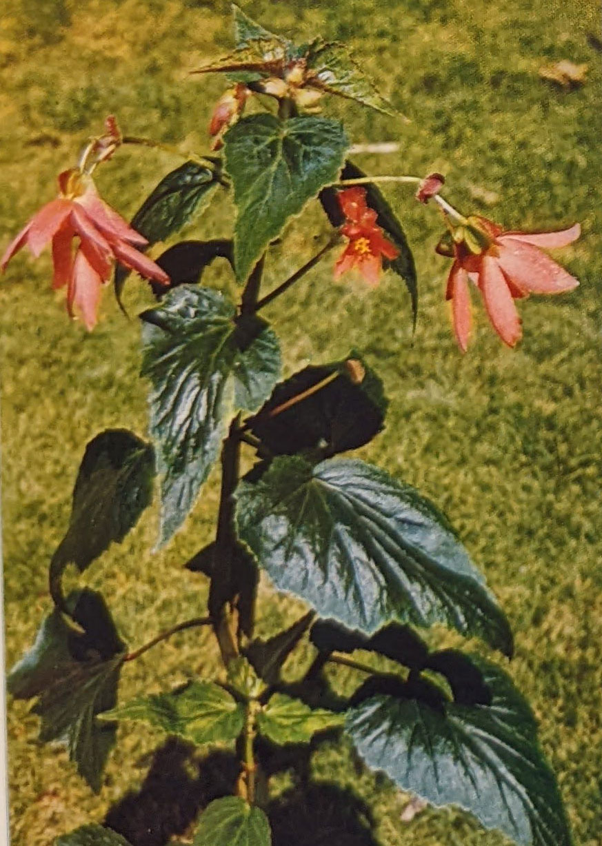 B. micranthera var. fimbriata